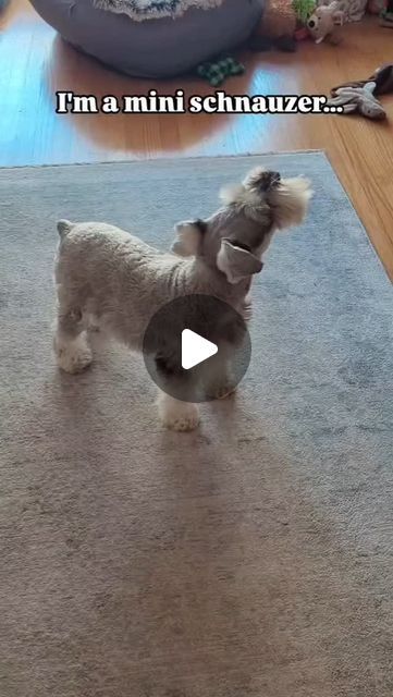 Schnauzer on Instagram: "I'm a Mini Schnauzer!
@clementine_the_mini_schnauzer
#schnauzer #schnauzerlove #schnauzerworld #schnauzerpuppy #schnauzermini #schnauzers #schnauzerlovers #schnauzer_lovers #schnauzergram #schnauzer_planet #schnauzerlife #schnauzer_feature #schnauzerofinstagram #schnauzeroftheday
#schnauzersofinstagram #schnauzermama
#schnauzerlover #miniatureschnauzer #minischnauzer #schnauzersrule #giantschnauzer #schnauzersofig #minitureschnauzer
#minatureschnauzer #standardschnauzer
#schnauzermania #schnauzertude #schnauzerpowe" Mini Schnauzer Grooming Haircuts, Schnauzer Mix, Mini Schnauzer Puppies, Schnauzer Puppies, Standard Schnauzer, Miniature Schnauzer Puppies, Schnauzer Puppy, Mini Schnauzer, Miniature Schnauzer