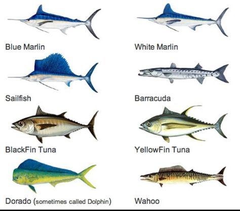 More good to know info Wahoo Fish, Animal Types, Jurassic World Wallpaper, Fish Chart, Pelagic Fish, Fish Plates, Salt Water Fish, Fish Illustration, Ocean Fishing