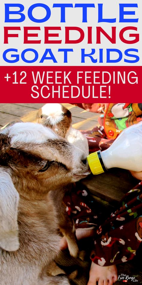 4h Goats, Breeding Goats, Goat Toys, Keeping Goats, Goat Health, Goat Pen, Goat Milk Recipes, Nubian Goat, Feeding Goats