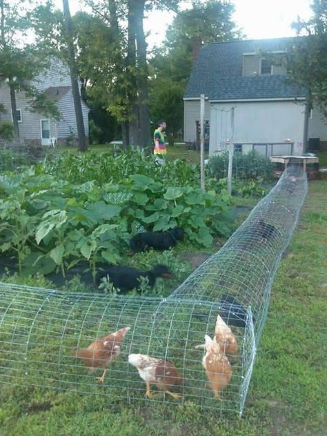 Reban Ayam, Chicken Tunnel, Chicken Tunnels, Chicken Coop Garden, Backyard Chicken Coop Plans, Backyard Chicken Farming, Coops Diy, Chicken Coop Designs, Chicken Garden