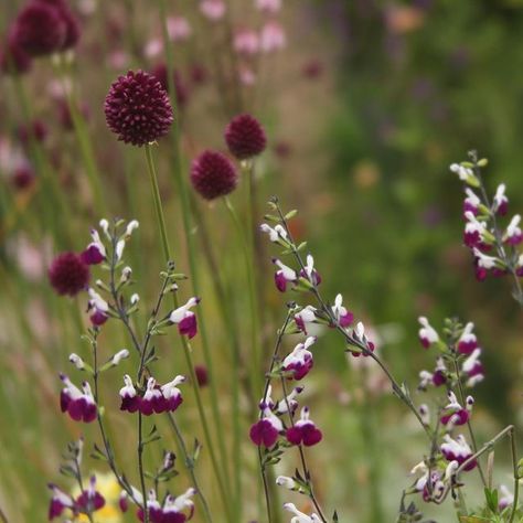 Salvia Amethyst Lips, Salvia Amethyst, Hot Lips Salvia, Salvia Hot Lips, Purple Salvia, Lots Of Plants, Purple Garden, Hot Lips, Hot Day