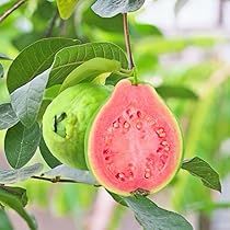 Guava Plant, Gardening At Home, Childhood Food, Design Garden Ideas, Guava Tree, Pink Guava, Art Plan, Pink Fruit, Plant Seedlings