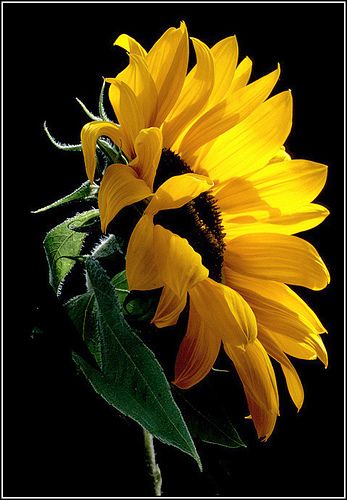 God's Light, Sunflowers And Daisies, Sunflower Pictures, Sunflower Art, Sunflower Painting, Happy Flowers, Alam Yang Indah, Flower Field, Love Flowers