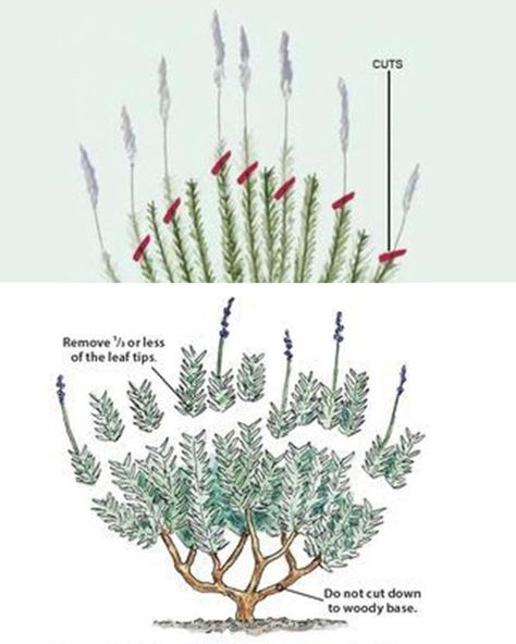 Plants and gardening How To Prune Lavender, Lavender Pruning Tips, How To Prune Lavender Plant, Pruning Lavender Plants, When To Plant Lavender Outside, How To Grow Lavender, Prune Lavender Plant, When To Plant Lavender, Lavender Pruning