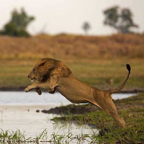 African Wildlife Photography, World Lion Day, Animal Lion, Lions Photos, Lion And Lioness, Lion Wallpaper, Male Lion, Lion Pictures, African Lion