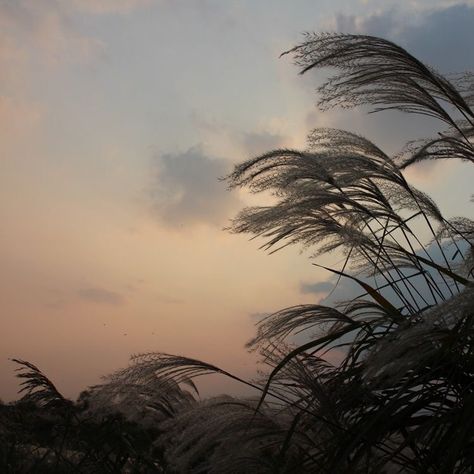 Cool Breeze Aesthetic, Summer Breeze Aesthetic, Breeze Aesthetic, Thailand Art, Sunset Aesthetic, Chernobyl, Pretty Sky, Sky Aesthetic, Tahiti