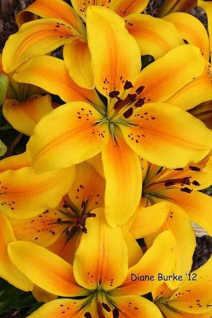 Litium sp.- Asiatic lily Lilly Plants, Easy Flowers, Cheap Perfume, Lily Plants, Exotic Flowers, Lily Flower, Beautiful Blooms, Flower Pictures, Dream Garden