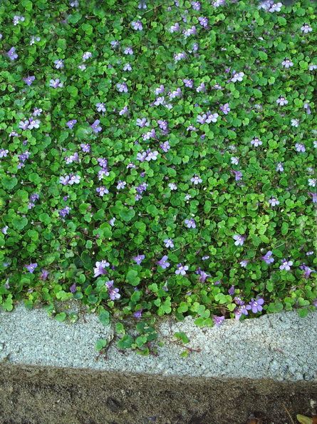 Cymbalaria aequitrilobia   Mini Kenilworth Ivy   This unique plant forms tons of tiny, fast growing runners of small, green kidney-shaped leaves that creep and hold tight to any rock or crevice. The runners form on top and underneath the soil. Dwarf purple flowers bloom continuously throughout the summer. Great look for courtyards and pathways. Perfect in shady locations and marvelous over flower bulbs! Kenilworth Ivy, Lawn Substitute, Formal Landscape, Hamptons Garden, Lawn Alternative, Grass Alternative, Fine Gardening Magazine, Lawn Alternatives, Ground Covers