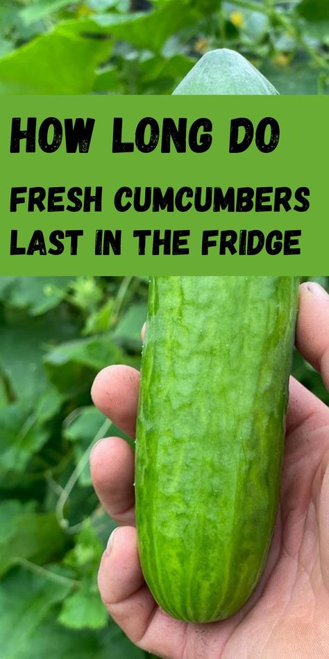 Cucumbers Can You Freeze Cucumbers, How To Keep Cucumbers Fresh Longer, How To Store Cucumbers In The Fridge, Cucumber Storage, How To Store Cucumbers, Cucumber Health Benefits, Growing Vegetables At Home, Vegetable Wash, Fruit And Vegetable Wash