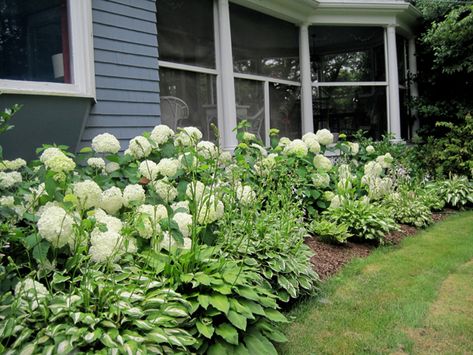 I love the lush flowers of hydrangeas both in the garden and in bouquets  for the house. As a novice gardener, I had mixed success with growing  hydrangeas and getting them to bloom every year. There are dozens of  tantalizing hydrangea varieties, and the key was finding the best ones for  my mid-Massachusetts location.  Planting several types of hydrangeas ensures color in your garden from June  through October. Here are the hydrangeas that are blooming in my garden  right now:  Hydrangea '... Hydrangea Landscaping, Hosta Gardens, Growing Hydrangeas, Hydrangea Garden, Farmhouse Landscaping, Garden Types, Landscape Designs, Have Inspiration, Flower Landscape