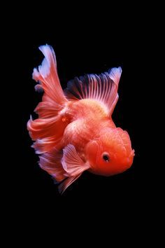 Goldfish Reference, Cute Gold Fish, Goldfish Cute, Chinese Goldfish, Fish Creature, Lionhead Goldfish, Goldfish Wallpaper, Sea Life Wallpaper, Mom Drawing