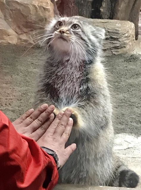 Manul Cat, Cars Pictures, Small Wild Cats, Pallas's Cat, Pretty Animals, Silly Animals, Funny Cute Cats, Silly Cats, Cute Cars