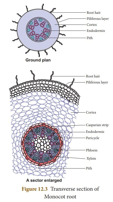 Internal structure of Monocot root - Online Biology Notes Simple Diffusion Biology, Root Diagram, Photosynthesis Activities, Biochemistry Notes, Book Cover Page Design, Earth Drawings, Book Cover Page, Root Structure, Safe Zone