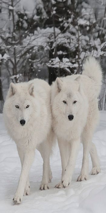 Albino Animals, Wolf Photos, Wolf Love, Beautiful Wolves, Wolf Spirit, Wild Dogs, White Wolf, Animals Friends, Spirit Animal