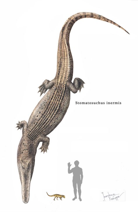 Size comparison of the extinct crocodile Stomatosuchus internis to an adult human. Stomatosuchus was 33 ft long (10 m) with a flattened skull and long lid-like snout lined with small, conical teeth. The only specimen consists of a partial skull and two caudal vertebrae. Late Cretaceous of Egypt. Ark Creatures, Dino Art, Prehistoric Wildlife, Prehistoric World, Ancient Animals, Prehistoric Art, Paleo Art, Extinct Animals, Jurassic Park World