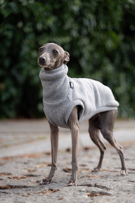 This sweatshirt is: 🐾 Comfortable, well-fitted to the dog's body 🐾 Specifically designed for Italian Greyhounds based on their anatomy 🐾 Safe for your dog, with an appropriately chosen size covering the most exposed organs, including the kidneys 🐾 Made from thick, warm, breathable material 🐾 Helpful during long walks in adverse conditions, helping the dog maintain a comfortable body temperature and protecting its fur from dust, sand, mud, snow, light rain, or scratches 🐾 Sewn and designed Greyhound In Clothes, Miniature Italian Greyhound, Greyhounds Clothes, Greyhound Clothes, Dust Sand, Snow Light, Greyhound Dog, Dog Fleece, Grey Hound Dog