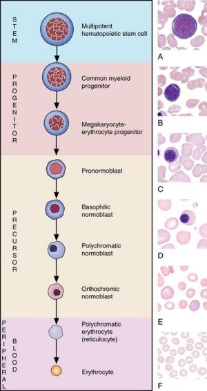 Eosinophil maturation | Clinical Gate Clinical Pathology Laboratory, Clinical Pathology, Vet Technician, Human Biology, Lab Science, Medical Laboratory Scientist, Medical Lab, Vet School, Nursing School Studying