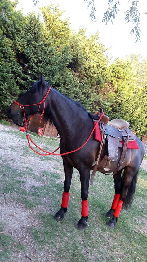 Black Horse Western Tack, Black Horse Tack Western, Western Riding Tack, Horses Western, Homesteading Animals, Shire Horse, Horse Anatomy, Barrel Racing Horses, Horse Riding Clothes