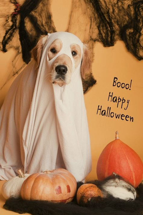 BoO! Funny dog dressed like a ghost for the Halloween. #holloween #dogs #costume #ideas Golden Retriever Costume, Golden Retriever Photography, Minion Halloween, Baby Halloween Outfits, Golden Retriever Puppy, Pet Holiday, Puppies Funny, Halloween Animals, A Ghost