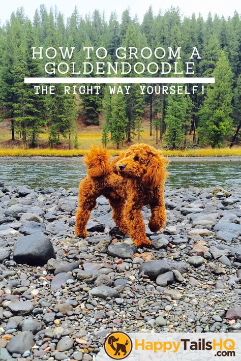 Groom A Goldendoodle, How To Groom A Goldendoodle At Home, How To Groom A Doodle At Home, Grooming Goldendoodle At Home, Grooming Doodles At Home, How To Groom A Goldendoodle, Labradoodle Haircuts, Labradoodle Haircut, Goldendoodle Haircuts