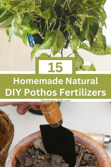 Creating a natural fertilizer full of the essential nutrients for your indoor plants can promote healthy growth and create long vines while promoting new growth. Diy Fertilizer, Foliar Spray, Compost Tea, Worm Composting, Uses For Coffee Grounds, Natural Fertilizer, Pothos Plant, Fast Growing Plants, 15 Diy