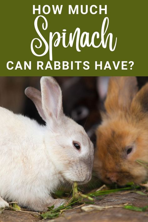 While rabbits mainly eat hay, they love fruits and veggies, too. That’s great because it gives you a selection of fresh produce to give your pet. However, even if buns can and will eat different veggies and fruits, you need to be aware of some that may not be good for them. "Can rabbits eat spinach?" is one of the most commonly asked questions by rabbit owners. Let’s talk about this veggie then and find out if it will make a good addition to your pet’s diet. Rabbit Veggie List, Rabbit Veggies, Veggies For Rabbits, Malabar Spinach, Veggies And Fruits, Bunny Hutch, Water Spinach, Raising Rabbits, Green Rabbit