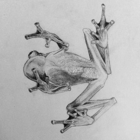 Katie Garrett on Instagram: “A glass frog. #hyalinobatrachium #frog #amphibian #sketch #herpart” Insects For Kids, Red Tail Boa, Insects Kindergarten, Frog Tattoo, Animal Supplies, Insect Activities, Insects Preschool, Frog Tattoos, Insect Crafts