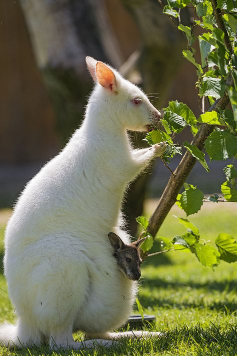 Sabrina with baby in the pouch Albino Kangaroo, White Kangaroo, Albino Animals, Wild Kingdom, Australian Animals, Animals Of The World, Animal Planet, An Animal, Nature Animals