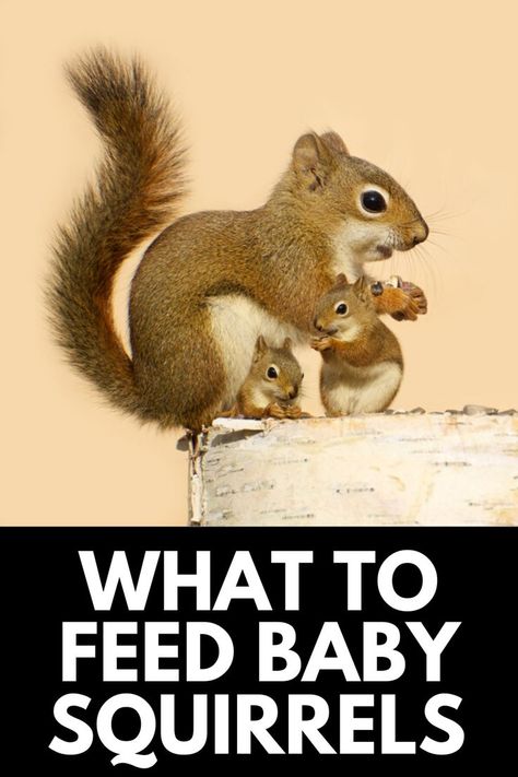 Baby Squirrel Care, Squirrel Food, Squirrel Feeder, Squirrel Funny, Growing Strong, Therapy Animals, Baby Squirrel, All About Animals, Second Baby