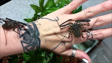 Whip Scorpion Tattoo, Isopod Tattoo, Tailless Whip Scorpion, Whip Spider, Whip Scorpion, Black Widow Spider Tattoo, Left Arm Tattoos, Garden Tattoos, Cool Insects