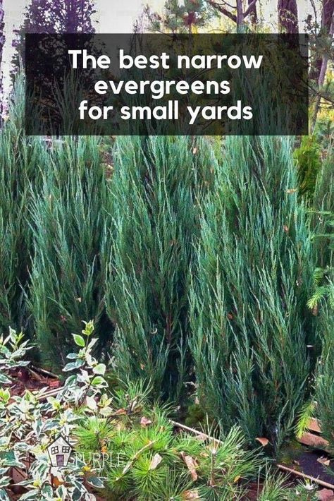 Evergreen Trees Landscaping, Privacy Landscaping Backyard, Shrubs For Privacy, Evergreen Landscape, Trees For Front Yard, Small City Garden, Small Yard Landscaping, Privacy Trees, Side Yard Landscaping