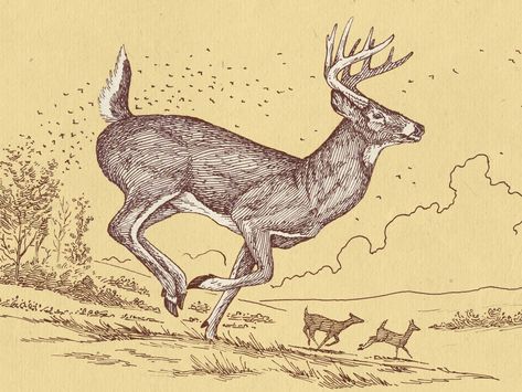 Whitetail Buck by Yondr Studio on Dribbble Ink Art Drawing, Whitetail Deer Pictures, Deer Sketch, Deer Drawing, Deer Graphic, Deer Running, Deer Photos, Deer Pictures, Deer Illustration