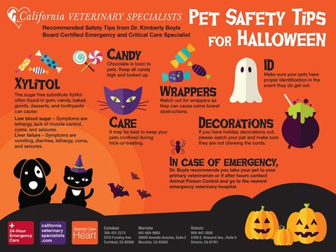 Tips for a safe Halloween! Cherry Mash Candy Recipe, Halloween Pet Safety, Dog Daycare Design, Dog Sick, Low Blood Sugar Symptoms, Holiday Memes, Big Brother Pregnancy Announcement, Tips For Dogs, Happy Evening