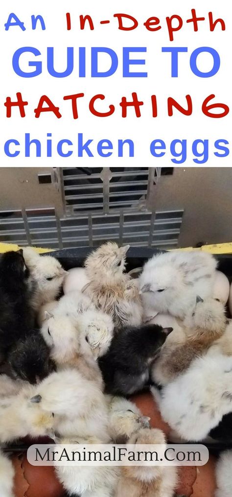 How To Incubate Chicken Eggs. Do you have an incubator and a pile of eggs but want cute baby chicks? Here is our go-to guide to get you hatching chicken eggs with an incubator in no time! Hatching Chicken Eggs, Incubating Chicken Eggs, Hatching Chickens, Baby Chicks Raising, Chicken Incubator, Portable Chicken Coop, Hatching Chicks, Egg Incubator, Keeping Chickens