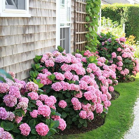 17 Dreamy Hydrangea Gardens That Are Giving Us Major Inspiration Front Porch Landscaping Ideas, Azaleas Landscaping, Hydrangea Landscaping, Porch Landscaping, Shingle House, Hydrangea Garden, Home Landscaping, Front Yard Garden, House Landscape