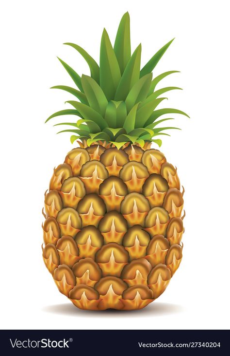 Shapes Flashcards, Fruit Pineapple, Vegetable Pictures, Fruits Photos, Fruit Vector, Fruit Picture, Fresh Pineapple, Muscle Food, Fresh Fruits And Vegetables