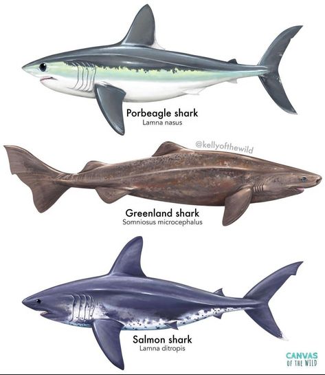 Shark Refrences, Hammerhead Shark Anatomy, Salmon Shark, Shark Types, Different Shark Species, Different Types Of Sharks, Bear Species, Shark Illustration, Types Of Sharks