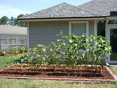 Fun to watch Julie's sunflowers grow!  Jaguar Julie :: Blog On and On ...: Sunflower Plants Prospering in the Ground Planting Sunflowers In Ground, Corporate Marketing, Growing Sunflowers, Planting Sunflowers, Sunflower Garden, Things That Matter, Marketing Professional, Wild Birds, Green Thumb