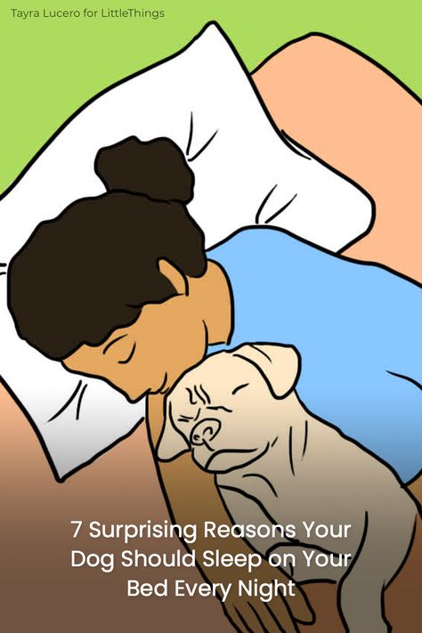 There are actual health benefits to letting your dog sleep on your bed each night for both you and your dog that might have you re-thinking the no-dog-on-the-bed rule. Dog Sleeping In Bed, Bed Humor, Sleep Cartoon, Dog Sleeping Positions, Dog Sleep, Healthy Book, Snoring Remedies, How To Stop Snoring, Dream Symbols