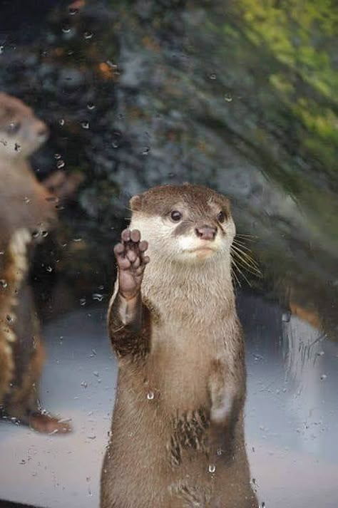 Otter Facts, Cute Otters, Otters Cute, Otter Love, Baby Otters, Sea Otters, Sea Otter, Cute Animals Images, Pretty Animals