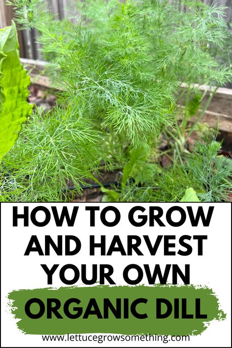 How to Grow and Harvest Your Organic Dill Harvest Dill, Grow Dill, Garden Redesign, How To Grow Dill, Lettuce Grow, Growing Cilantro, Growing Rosemary, Harvesting Herbs, Herb Gardening