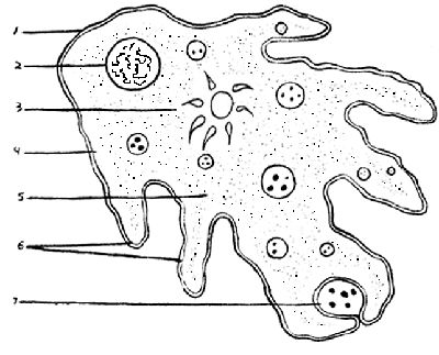 Entamoeba Histolytica, Cell Parts, A Drawing, Biology, 10 Things, Color