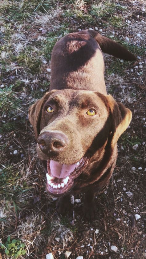 Labs Hunting, Dog Sun, Dog Hunting, Dog Antlers, Farm Dogs, Farm Ranch, Lab Puppy, Eyes Brown, Hunting Dog