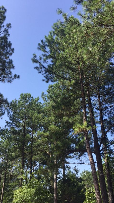 Tall Pine Trees of the South 💚 Tall Trees Aesthetic, Baguio Pine Trees, Pine Trees Aesthetic, Connecticut Aesthetic, Dreamy Farmhouse, Gorgeous Trees, Southern Winter, Full Sun Garden, Tall Pine Trees