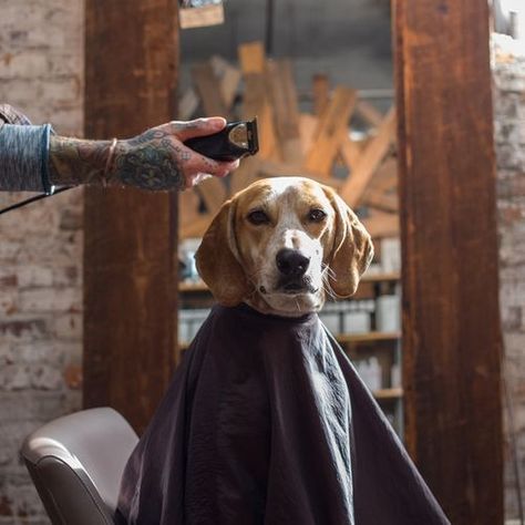 #Maddie’s first haircut First Haircut, Dogs Funny, Baby Dogs, Hair Cut, Mans Best Friend, Dog Grooming, Animal Shelter, Barber Shop, Puppy Love