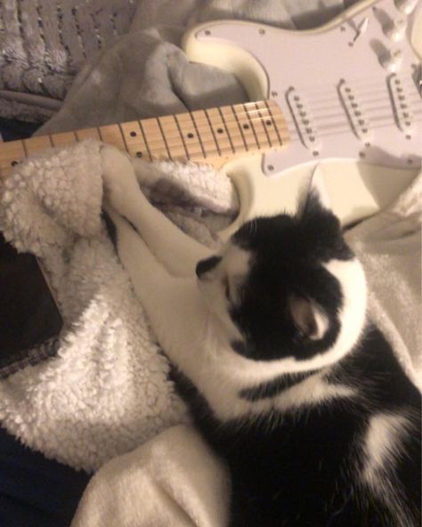 cat with electric guitar Cat With Electric Guitar, Cat With Guitar, Cat Playing Guitar, Guitar Obsession, Cat Aesthetic, Cat Playing, Playing Guitar, 21st Birthday, White Cat