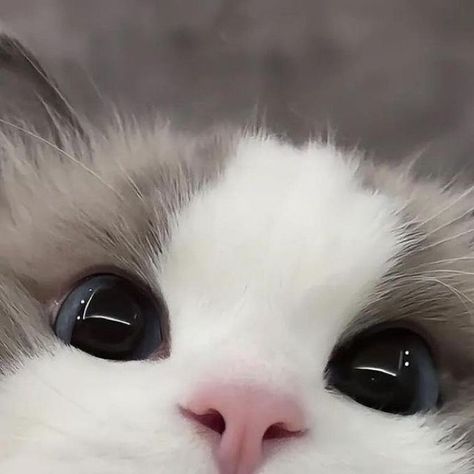 #kittens #cute #aesthetic #heartcore #heart #kdrama #aesthetic #loveyourcat #dogs #pink #emotional #cutecats #cutekittens #fyp #foryoupage Cute Cats Fluffy, Fluffy Cats Cute, Cut Cat, Cute Small Animals, Images Kawaii, Image Chat, Silly Cats Pictures, Cute Cats Photos, Cat Icon