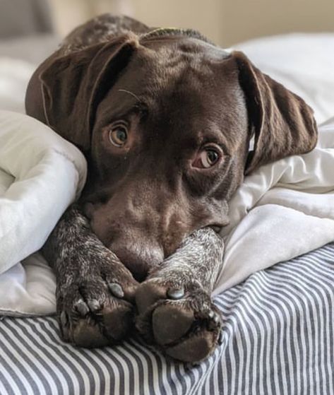 Horse Wedding Ideas, Wedding Ideas Western, German Short Haired Pointer Puppy, Gsp Puppy, German Shorthaired Pointer Puppies, Pointer Puppy, German Short Haired Pointer, German Short Hair, Pets Aesthetic