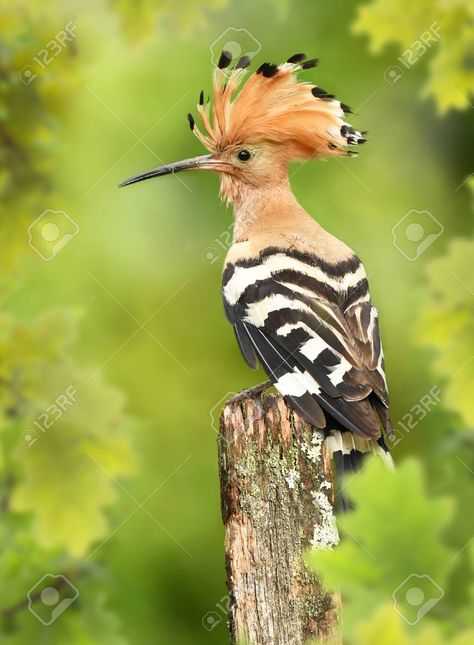 upupa epops - Google Search Eurasian Hoopoe, Hoopoe Bird, Summer Birds, Bird Images, Common Birds, Hawaii Wall Art, Bird Watercolor, Woodpeckers, Animal References