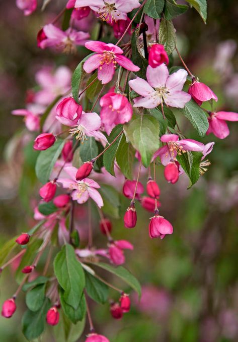 Royal Raindrops Crabapple Tree, Crabapple Tree, Crab Apple, Opening Day, Garden Planning, Spring Time, Trees To Plant, Spring Flowers, Perennials